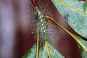 臺灣綠蛺蝶的幼蟲具有羽狀的分枝長刺毛。