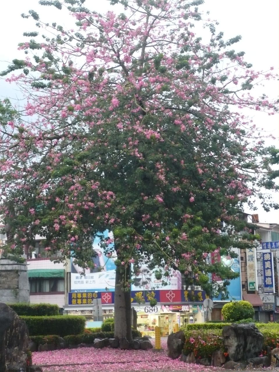 埔里仁愛公園旁的圓環美人樹，花開景象讓人驚艷，被公所以遮檔視線為由砍除。（柏原祥翻攝）