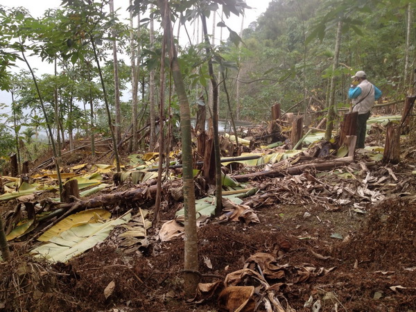 陳姓老農砍除香蕉樹向林管處續約，四度遭到駁回。