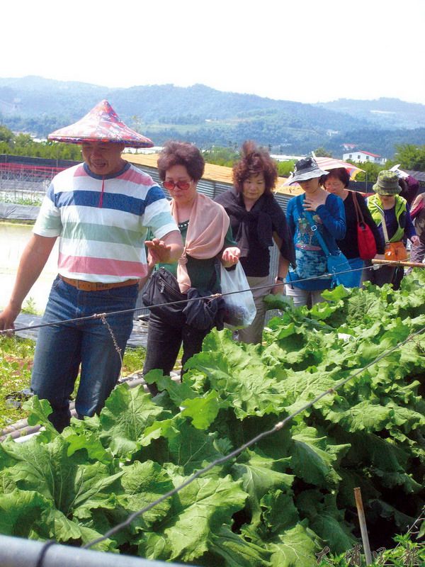 有機蔬菜農友陳東寶帶大夥兒走上田埂，進入菜豆園體驗採豆樂趣。（何其慧攝）