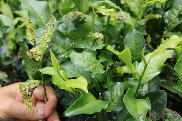 李松連自然農法栽種的紅茶，有明顯的蟲咬過痕跡。（黃彥文攝）