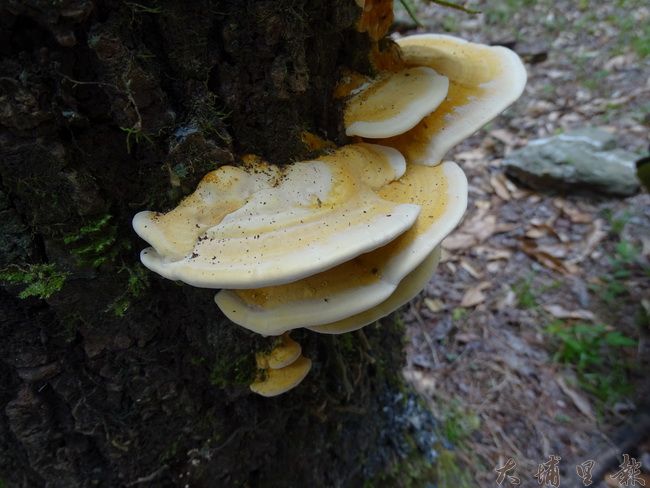 奧萬大國家森林遊樂區內有各式真菌。
