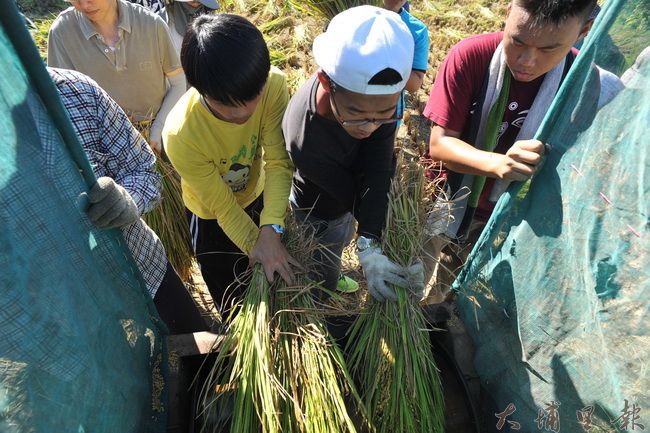 青年農民運用腳踩脫穀機，以人力將剛收割的稻穗脫穀。（柏原祥攝）