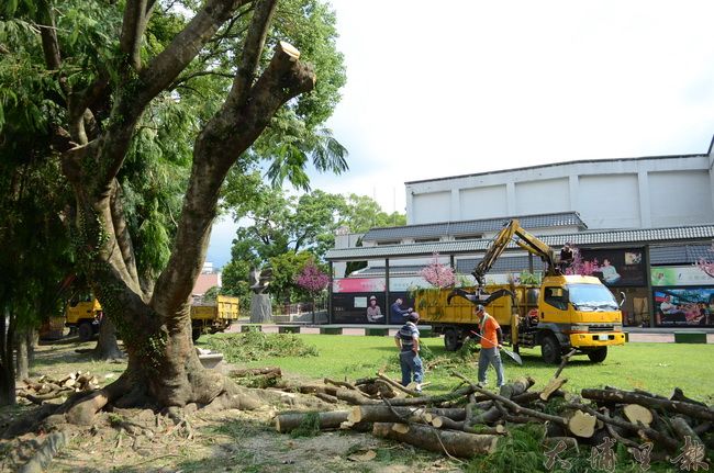 埔里鎮公所經常因不當修剪或移植樹木而遭到鎮民抗議，圖為藝文中心樹木修剪情形。（柏原祥攝）