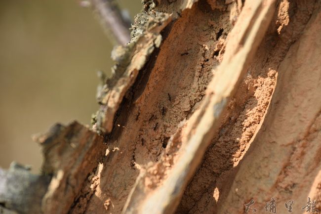 遭到啃食的櫻花樹中，可以明顯看到大頭家蟻在樹幹裡穿梭。(金城嚴 攝)