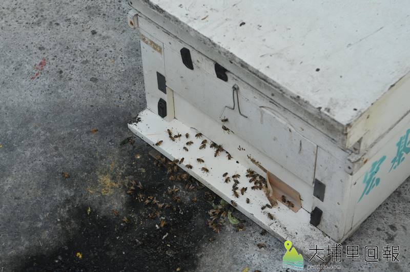 埔里地區蜜蜂大量死亡，人工養殖的蜂箱口可見到蜂群垂死掙扎。（柏原祥　攝）