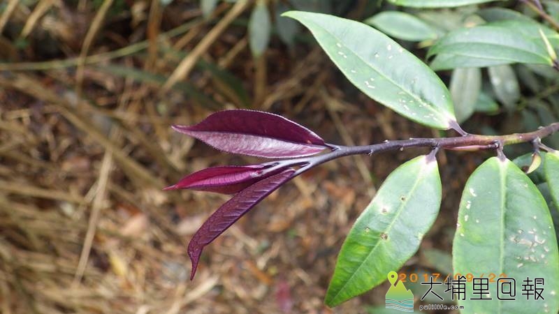 蓮花池柃木是台灣特有種，屬於茶科柃木屬的木本小喬木，新葉呈現深紫紅色，是非常明顯的特徵之一。（圖／南投林管處提供）