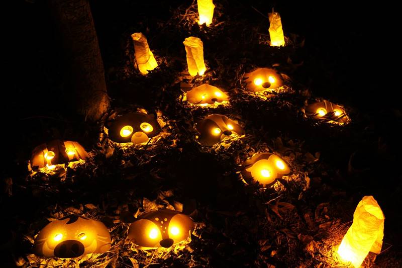 埔里逐燈祭鼓勵鎮民提著小豬燈籠，戴著動物面具到虎頭山森林裡尋寶。（圖／陳巨凱提供）