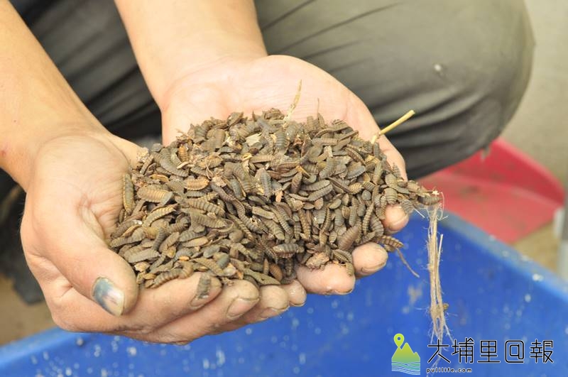 黑水虻的蛹殼含有豐富的甲殼素，能提升植物抵抗力，調理土壤養分。（柏原祥　攝）