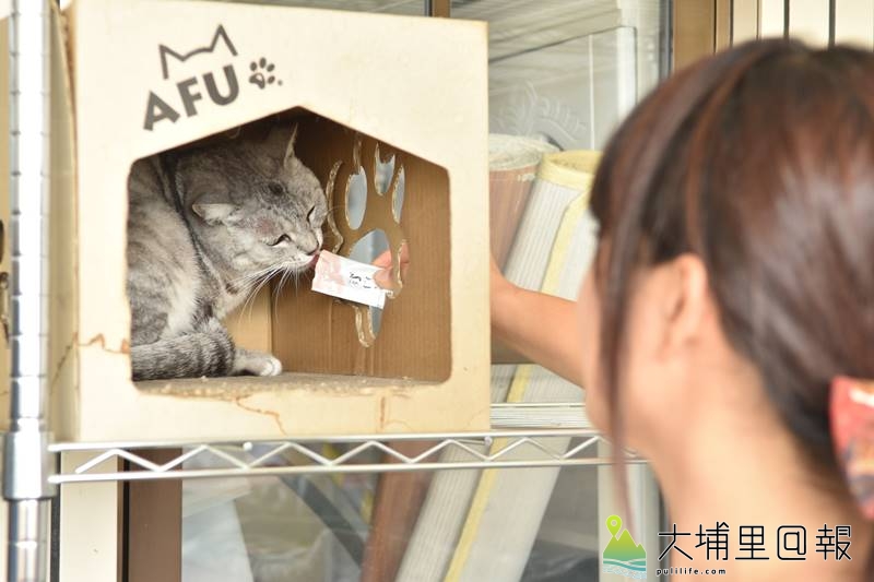 心理諮商輔導師陳小藍打造手作貓樂園，她養了3隻愛貓，也喜愛收集貓咪相關的小物。（柏原祥　攝）