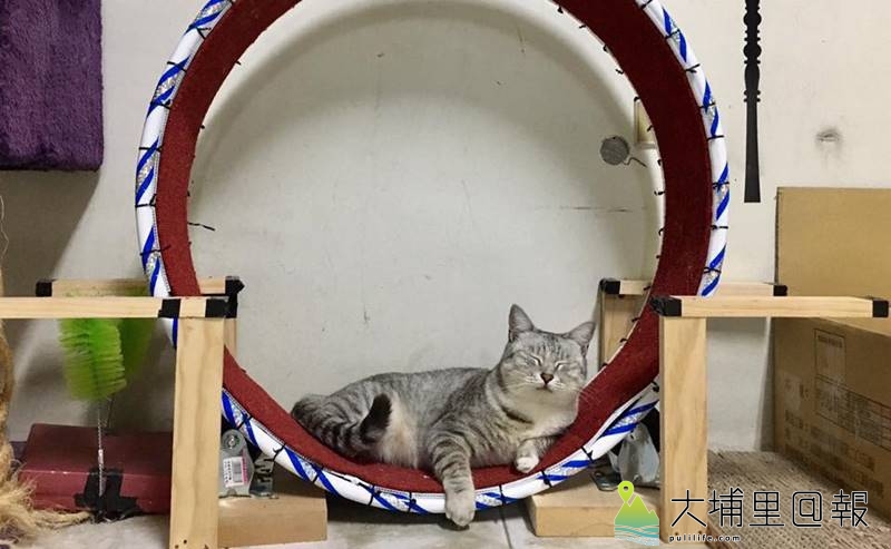 心理諮商輔導師陳小藍打造手作貓樂園，圖中為呼拉圈改造的貓咪減肥跑步機。（圖／陳小藍提供）