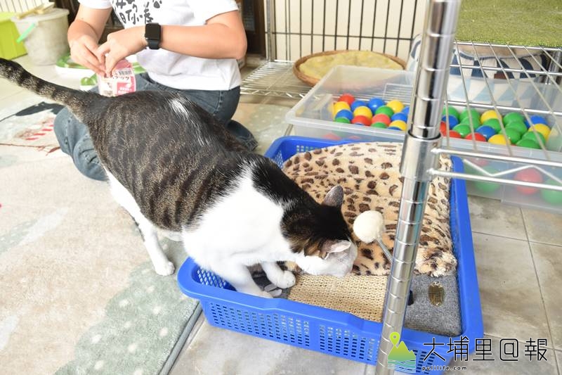 心理諮商輔導師陳小藍打造手作貓樂園，圖中為可以睡覺兼磨爪的的貓臥床。（柏原祥　攝）